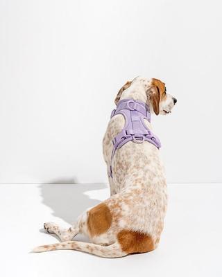Show full view: Wild One Adjustable Cushioned Dog Harness, Lilac, Small slide 4 of 8