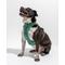 Show in main carousel: Wild One Adjustable Cushioned Dog Harness, Spruce, Medium slide 3 of 8