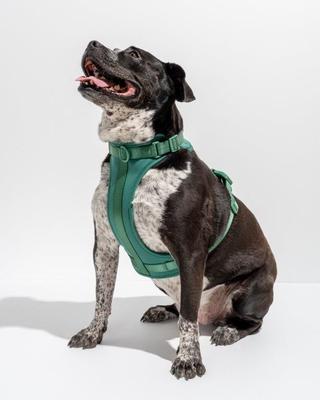 Show full view: Wild One Adjustable Cushioned Dog Harness, Spruce, Medium slide 3 of 8