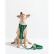 Show in main carousel: Wild One Adjustable Cushioned Dog Harness, Spruce, Small slide 3 of 7
