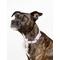 Show in main carousel: Wild One Adjustable Waterproof Flex-Poly Coated Nylon Dog Collar, Lilac, Large slide 5 of 9