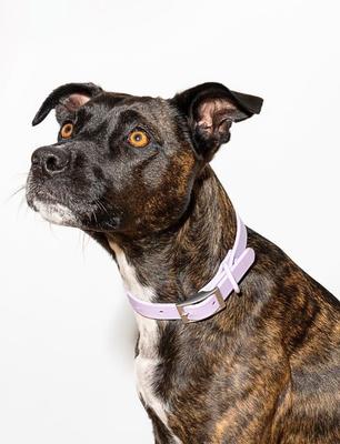 Show full view: Wild One Adjustable Waterproof Flex-Poly Coated Nylon Dog Collar, Lilac, Large slide 5 of 9