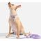 Show in main carousel: Wild One Adjustable Waterproof Flex-Poly Coated Nylon Dog Collar, Lilac, Medium slide 4 of 8