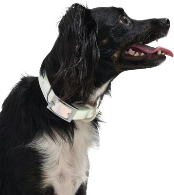 Show full view: Wild One Adjustable Waterproof Flex-Poly Coated Nylon Dog Collar, Lunar, Large slide 4 of 10