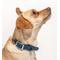 Show in main carousel: Wild One Adjustable Waterproof Flex-Poly Coated Nylon Dog Collar, Navy, Small slide 4 of 10