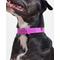 Show in main carousel: Wild One Adjustable Waterproof Flex-Poly Coated Nylon Dog Collar, Orchid, Small slide 4 of 10