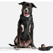 Show in main carousel: Wild One Adjustable Waterproof Flex-Poly Coated Nylon Leash, Black, Standard slide 3 of 6