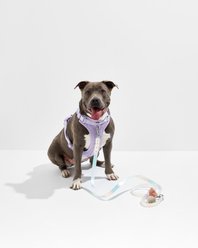 Wild One Adjustable Waterproof Flex-Poly Coated Nylon Leash, Lunar, Standard slide 2 of 8