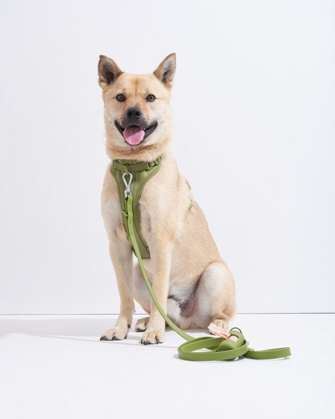 Wild One Adjustable Waterproof Flex-Poly Coated Nylon Leash
