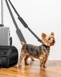 Wild One Airline Approved Breathable Mesh Travel Bag Dog Carrier, 17.5-in, Black slide 2 of 7