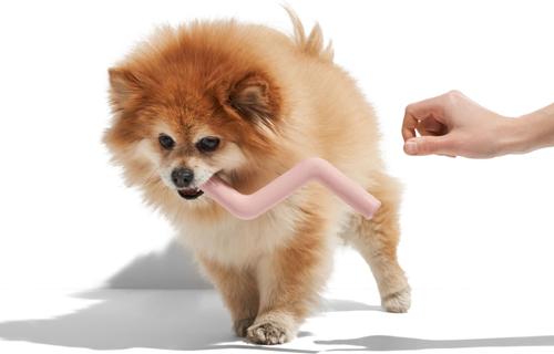 Show full view: Wild One Bolt Bite Small Chew Dog Toy, Blush slide 5 of 6