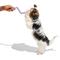 Show in main carousel: Wild One Bolt Bite Small Chew Dog Toy, Lilac slide 5 of 6