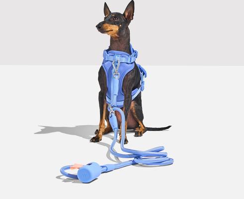 Show full view: Wild One Hands-Free Adjustable Rope Dog Leash, Standard: 4 1/3 to 8 1/2-ft long, 1/2-in wide, Moonstone slide 6 of 9