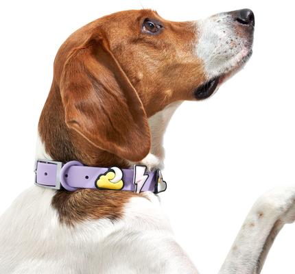 Show full view: Wild One Leash & Collar Flair Silicone Dog & Cat ID Tag, Standard, 5 count, Dream slide 7 of 9