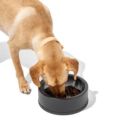 Show full view: Wild One Stainless Steel Dog Bowl, Black slide 3 of 8