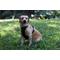 Show in main carousel: WildHound C4 No-Pull Premium Dog Harness, Black, Large slide 3 of 5