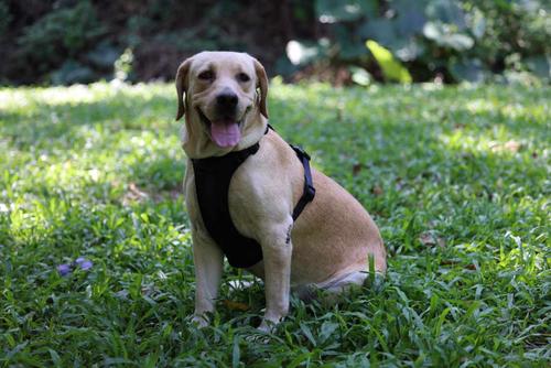 Show full view: WildHound C4 No-Pull Premium Dog Harness, Black, Small slide 3 of 5