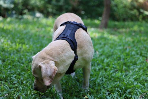 Show full view: WildHound C4 No-Pull Premium Dog Harness, Black, X-Small slide 4 of 5