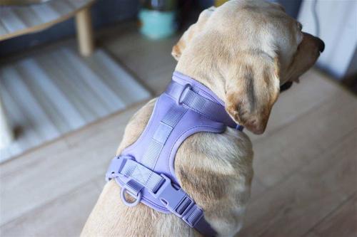 Show full view: WildHound C4 No-Pull Premium Dog Harness, Lilac, Small slide 3 of 5
