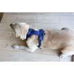 Show in main carousel: WildHound C4 No-Pull Premium Dog Harness, Navy Blue, Large slide 3 of 4