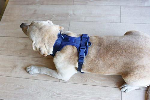Show full view: WildHound C4 No-Pull Premium Dog Harness, Navy Blue, Small slide 3 of 4