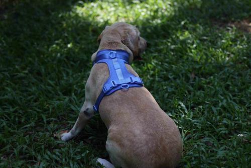 Show full view: WildHound C4 No-Pull Premium Dog Harness, Sky, Medium slide 4 of 6