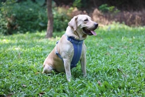 Show full view: WildHound C4 No-Pull Premium Dog Harness, Sky, Small slide 5 of 6