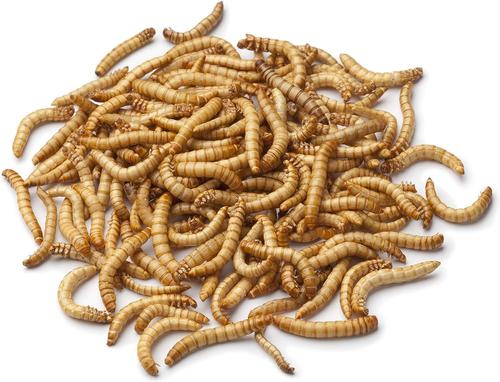 Show full view: Wildlife Sciences Dried Mealworms, 21-oz bag slide 7 of 9