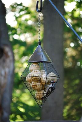 Show full view: Wildlife Sciences Peanut Blend Suet Balls Wild Bird Food, 6 count slide 5 of 7