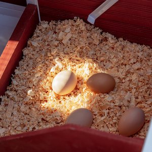 Win World Blooming Chicken Coop, 3 to 4 Chicken Capacity, Red & White