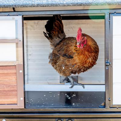 Show full view: Win World Blooming Chicken Coop, White slide 4 of 4