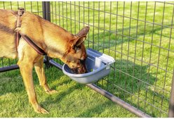 Win World Gazebo Automatic Dog & Cat Feeder, Grey, Large slide 2 of 6