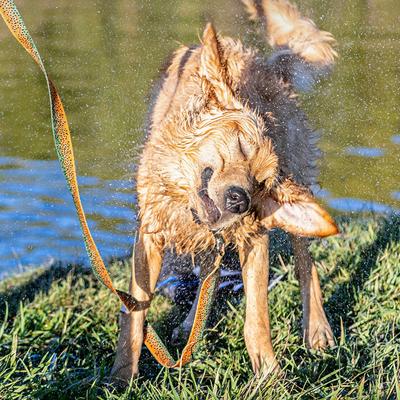 Show full view: Wingo Outdoors Bowie Dog Leash, Brown Trout, 6-ft long, 1-inch wide slide 5 of 5