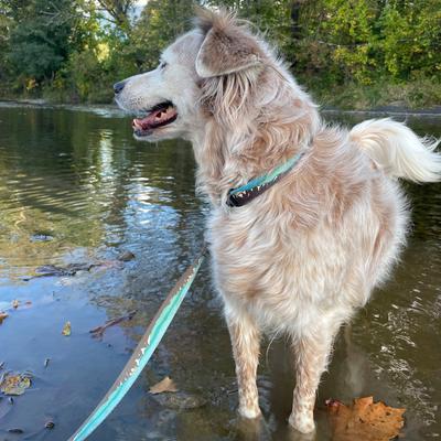 Show full view: Wingo Outdoors Bowie Dog Leash, Grand Teton, 6-ft long, 1-inch wide slide 4 of 5