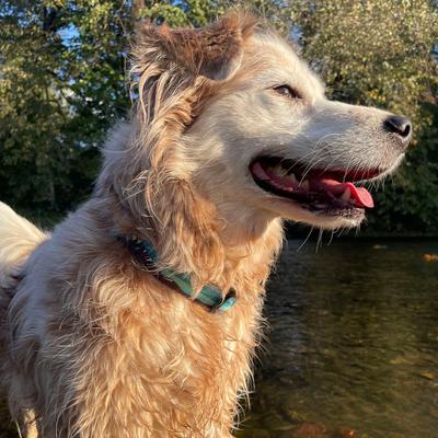 Show full view: Wingo Outdoors Coosa Dog Collar, Brown Trout, Medium: 14 to 22-in neck, 1-in wide slide 5 of 7