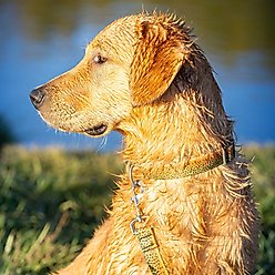 Wingo Outdoors Coosa Dog Collar, Brown Trout, Small: 11 to 15-in neck, 3/4-in wide slide 2 of 6