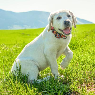 Show full view: Wingo Outdoors Coosa Dog Collar, Grand Teton, Medium: 14 to 22-in neck, 1-in wide slide 4 of 7