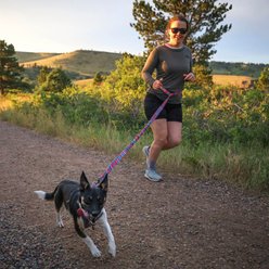 Wingo Outdoors Goose Active Hands-Free Dog Leash, Baja Bars, 8-ft long, 1-inch wide slide 2 of 3