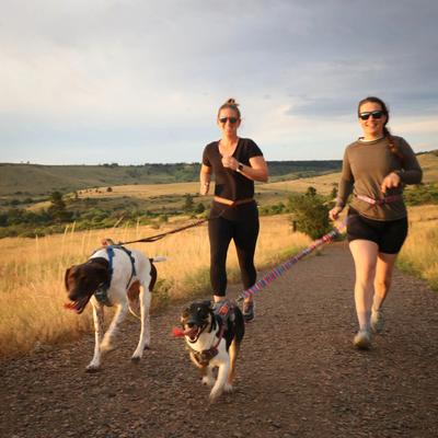 Show full view: Wingo Outdoors Goose Active Hands-Free Dog Leash, Grand Teton, 8-ft long, 1-inch wide slide 3 of 4