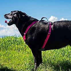 Wingo Outdoors Monty Dog Harness, Baja Bars, Medium: 24 to 34-in chest slide 2 of 5