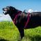 Show in main carousel: Wingo Outdoors Monty Dog Harness, Baja Bars, Medium: 24 to 34-in chest slide 6 of 7