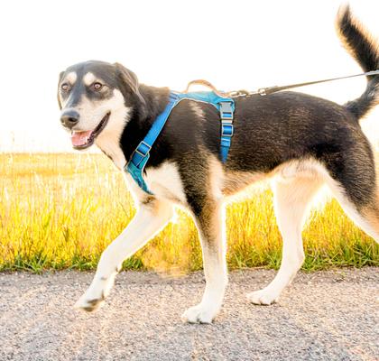 Show full view: Wingo Outdoors Monty Dog Harness, Grand Teton, Small: 18 to 26-in chest slide 5 of 6