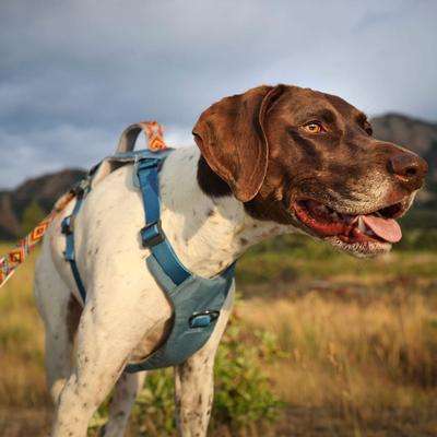 Show full view: Wingo Outdoors Monty Dog Harness, Wingo Mosaic, Small: 18 to 26-in chest slide 6 of 7