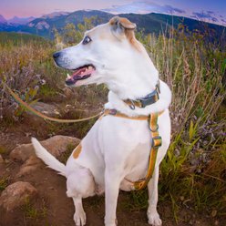 Wingo Outdoors Suzie Dog Harness, Brown Trout, Large: 32 to 44-in chest, 1-inch wide webbing slide 2 of 6