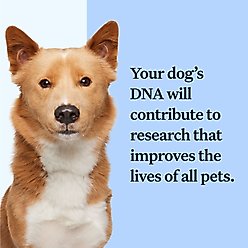Wisdom Panel Breed Discovery Breed Identification DNA Test for Dogs slide 2 of 6