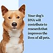 Show in main carousel: Wisdom Panel Breed Discovery Breed Identification DNA Test for Dogs slide 6 of 7