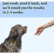 Show in main carousel: Wisdom Panel Breed Discovery Breed Identification DNA Test for Dogs slide 5 of 7