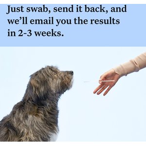 Wisdom Panel Breed Discovery Breed Identification DNA Test for Dogs