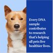 Show in main carousel: Wisdom Panel Essential Breed Identification DNA Test for Dogs slide 6 of 8