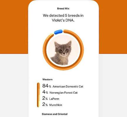 Show full view: Wisdom Panel Premium Breed Identification & Health Condition Identification DNA Test for Dogs + Cat Complete DNA Test slide 7 of 9